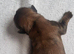 Shih tzu puppys
