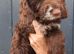 Chocolate and white F1 Cockapoo puppy