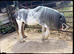 Sabino Mare
