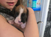 Boxer pups
