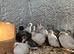 Adult button quails
