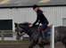 Quieter than a cob! Rising 5 year old gelding