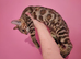 Rare Torbie Bengal Kittens
