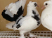 Indian Fantails