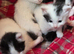 3 female kittens ready to go friday 3rd july