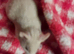 Pedigree Lines Syrian hamsters