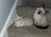 Ragdoll kittens
