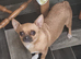 Chihuahua girl