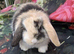 Mini lop babies