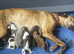 2 Brackenswift puppies available