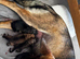German Shepherd puppies for sale (Girls and boys)