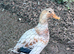 Pair of miniture silver appleyard ducks