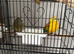 Red rump breeding pair