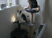 Gray and white female cat