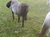 Black dun Shetland filly