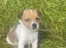 Jack Russell Cross Minny Yorkshire