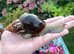 Giant African Snail sub adult for sale!