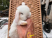 Mini lop pure bred