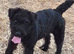 Female fell terrier