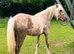 Palamino section D filly to make 15hh+