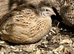 Hatching eggs jumbo Italian quail