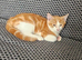Kittens for sale