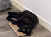 Rehoming 7 year old