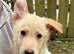German Shepherd puppies