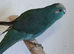 rare kakariki halfsider finger tame
