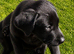 Wonderful red and black Labrador puppies from working lines