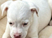 Jack Russell boy