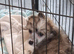Two puppies