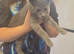 Male kitten