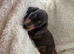 Beautiful Dachshund