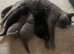 British blue pedigree cats