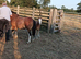 Brood mare