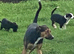 Collie x Huntaway puppies