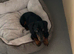 9 Month old Miniature Dachshund