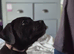 3 beautiful mastiff mix pups