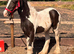 Cob gelding