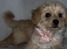 Beautiful Maltese x Puppy