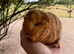 Quality Pedigree Swiss Guinea Pigs