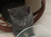 BEAUTIFUL LITTLE RUSSIAN BLUE KITTENS