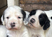 Beautiful striking Traditional English Springer Spaniel Puppies