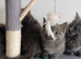Pure Russian Blue kittens for sale
