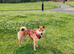 Shiba inu