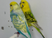 Mutation Pair of Budgies For Sale
