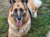 Georgie the Shepherd