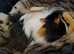 Beautiful baby guinea pigs for sale
