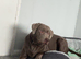 Labrador x Weimaraner
